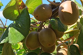 Kiwifruit (Actinidia)