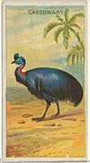 Cassowary, from the Birds of the Tropics series (N5) for Allen & Ginter Cigarettes Brands MET DP829126.jpg