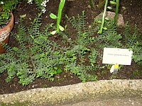 Veronica pimeleoides (Hebe pimeleoides)