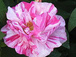 'Rosa Mundi', before 1581