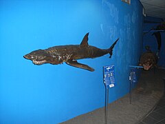 AquariumRhodesMuseumIsurusOxyrhynchus.jpg