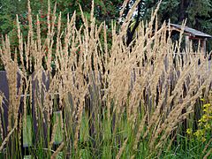 Calamagrostis × acutiflora (Feather Reed Grass)