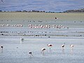 Laguna Nimez Reserve, El Calafate, Argentina