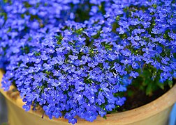 Lobelia erinus (Trailing Loberia)