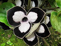 Asarum maximum