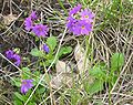 Primula cuneifolia var. cuneifolia エゾコザクラ