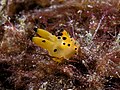 Thumbnail for File:Thecacera sp. (Polyceridae nudibranch).jpg