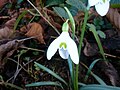 Galanthus caucasicus