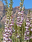 Penstemon palmeri (Palmer's Penstemon)