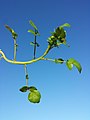 Stem with leaves