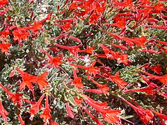 Epilobium canum (California fuchsia, Zauschneria)