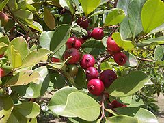 Strawberry Guavas (Psidium cattleianum) can be grown as a shrub or as a tree