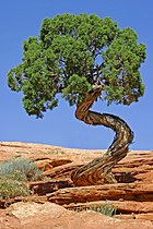 Juniper (Juniperus osteosperma)