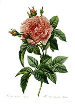 Redouté: Rosa gallica regalis, 1824