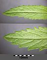 Bottom sides of leaves, edges not rolled-up