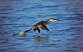 Winter plumage, running on water; Remolar, Delta Llobregat, Barcelona, Spain