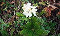 Rhododendron caucasicum