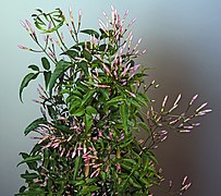 Jasminum polyanthum (Pink Jasmine)