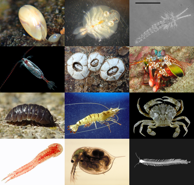 File:Crustacea collage.png