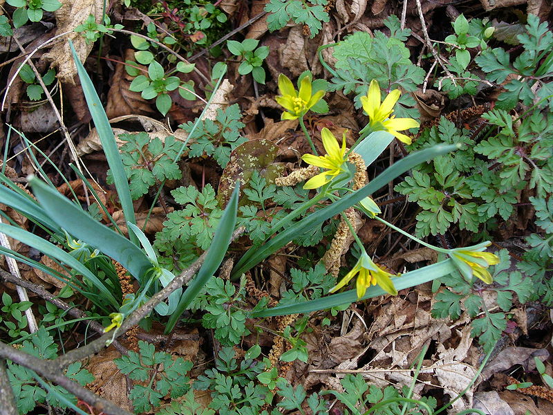 File:Gagea lutea NRM.jpg