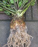 Celeriac (Apium graveolens)