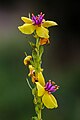 Verbascum nigrum