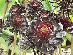 Aeonium arboreum 'Zwartkop'