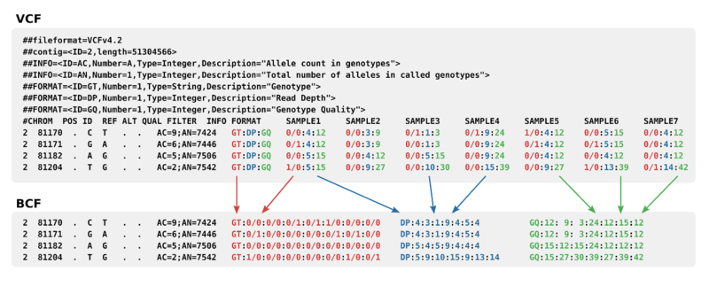 File:Binary BCF versus VCF format.png