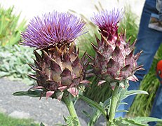 Artichokes (Cynara cardunculus var. scolymus)