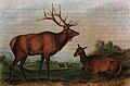 "Eastern elk" subspecies, now extinct.