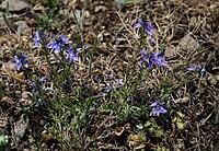 Veronica multifida