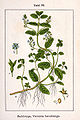 Veronica beccabunga vol. 10 - plate 36 in: Jacob Sturm: Deutschlands Flora in Abbildungen (1796)