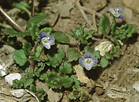 Veronica polita ssp. polita