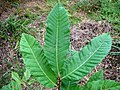 Castanea sativa