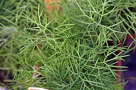 Dill (Anethum graveolens)