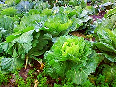 Collard Greens (Brassica oleracea var. viridis)