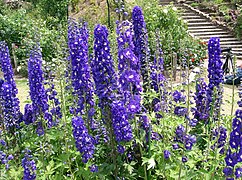 Delphinium (Larkspur)