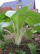 Bok choy (Brassica rapa subsp. chinensis)