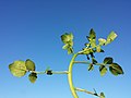 Stem with leaves