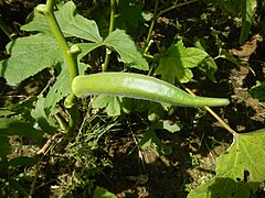 Okra (Abelmoschus esculentus)