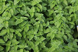 Spearmint (Mentha spicata)