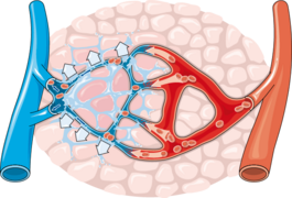 Cardiovascular system - Oedema formation 1 -- Smart-Servier.png