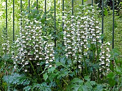 Acanthus mollis (Bear's Breeches)