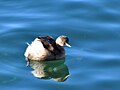 Winter plumage; Rapperswil, Zürichsee, Switzerland