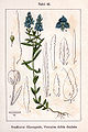 Veronica austriaca (as syn. Veronica dubia dentata) vol. 10 - plate 42 in: Jacob Sturm: Deutschlands Flora in Abbildungen (1796)