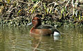 Male; Bulgaria