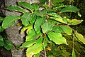 Fagus orientalis