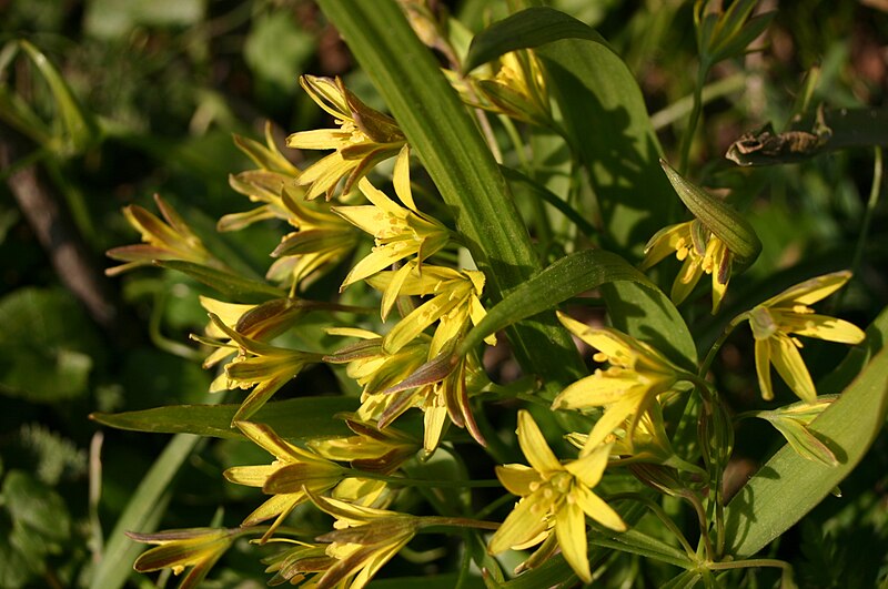 File:Gagea-lutea-flowers2.JPG