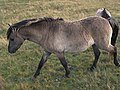 Tarpanrückzüchtung im Wacholderhain Haselünne