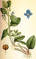 Veronica beccabunga plate 115 in: C.A.M Lindman: Bilder ur Nordens Flora first edition: (1901-1905) supp. edition (1917-1926)